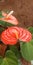 Common Name: Flamingo Flower, Tail Flower, Painted Tongue Plant, Bird& x27;s Nest Anthurium, Water Dragon Anthurium,